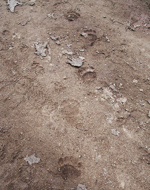 bear_tracks