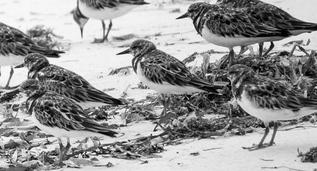 Turnstones - Image by Danny Adcock