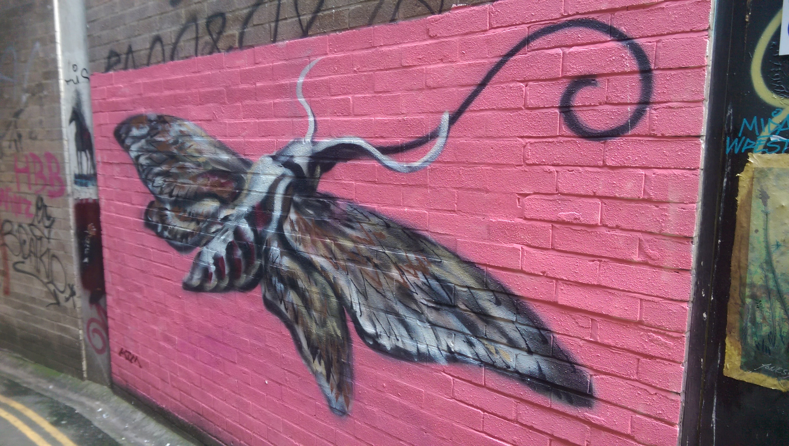 Hawk Moth in Leonard Lane, Bristol.