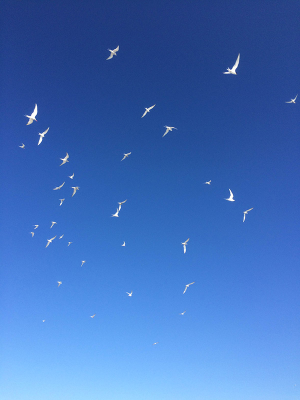 arctic-tern-flock